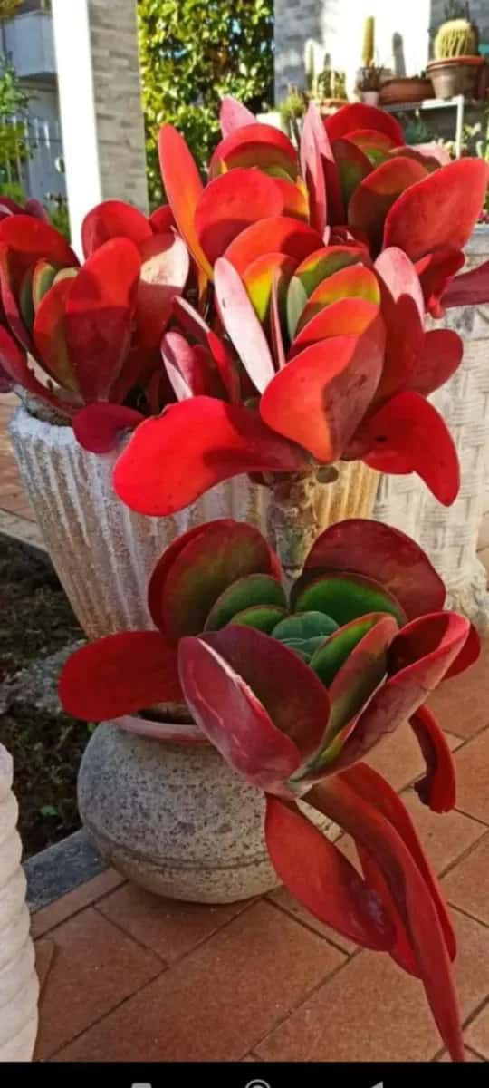 Kalanchoe  - 1