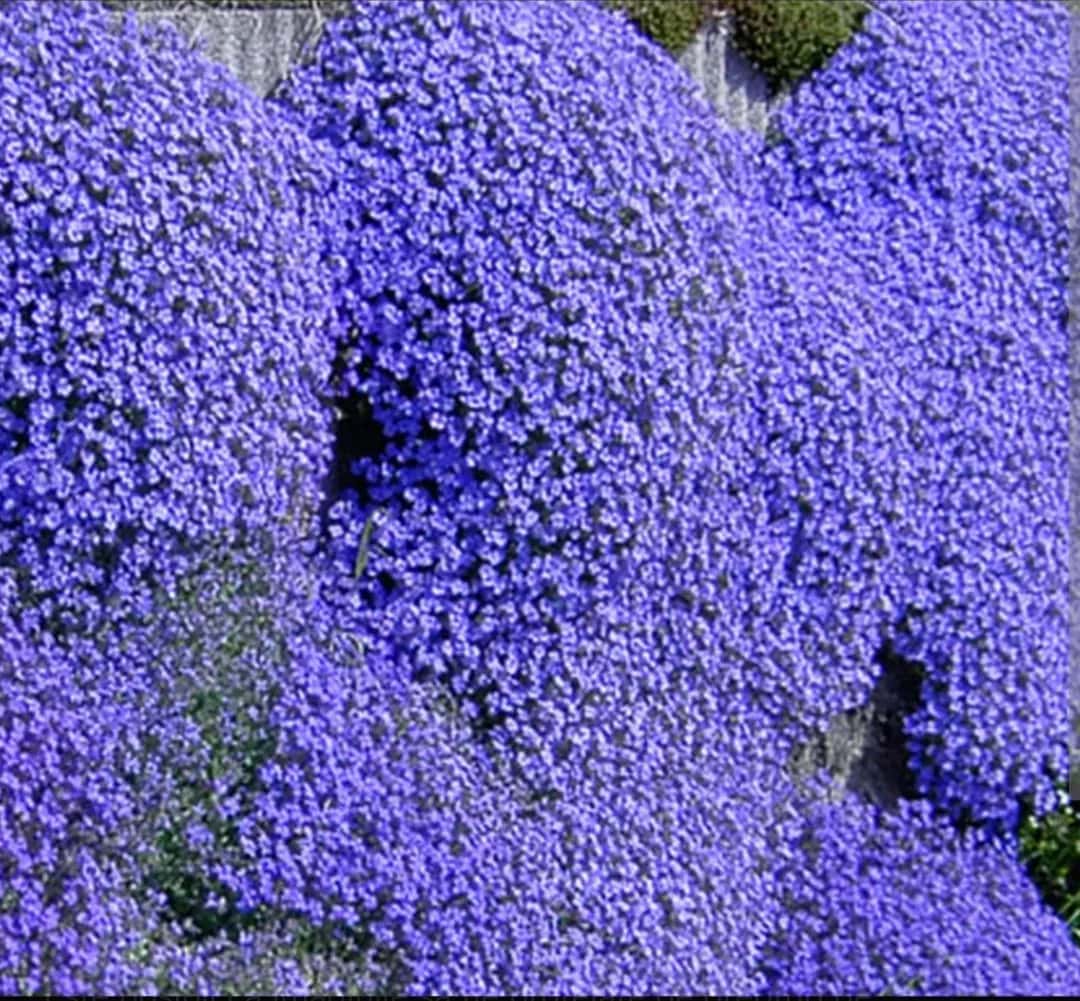 Aubrieta cascadă  - 1