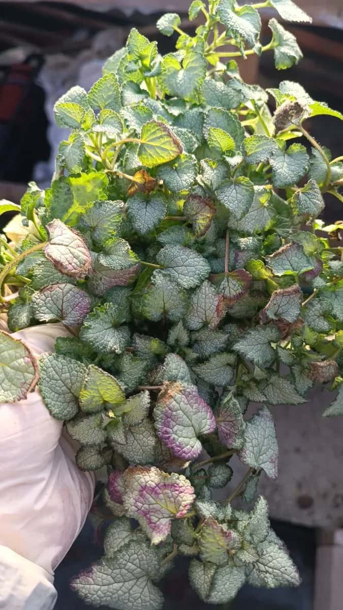 Lamium  - 1