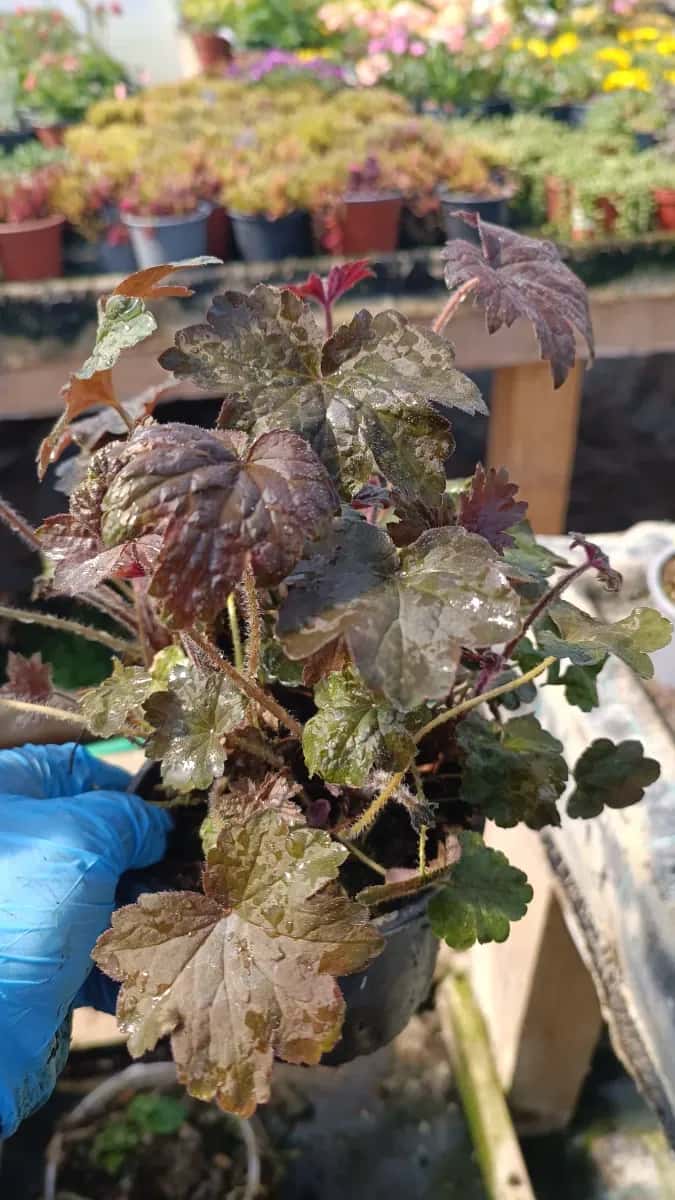 Heuchera  - 1