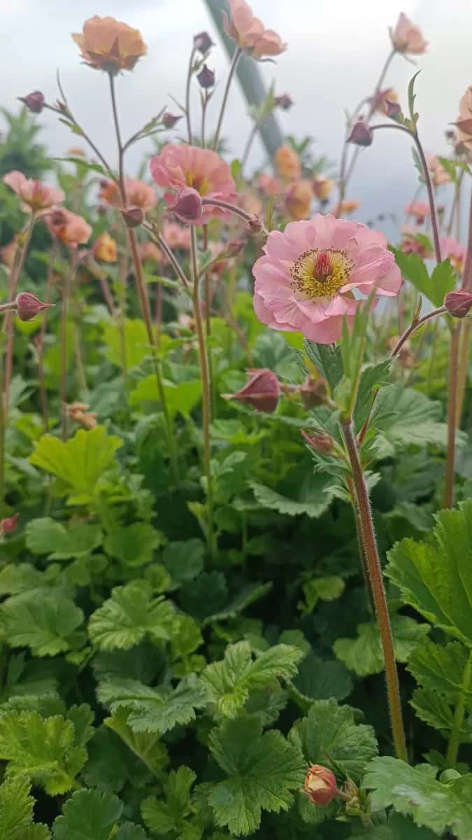 Geum s-au mușcată de grădină  - 1