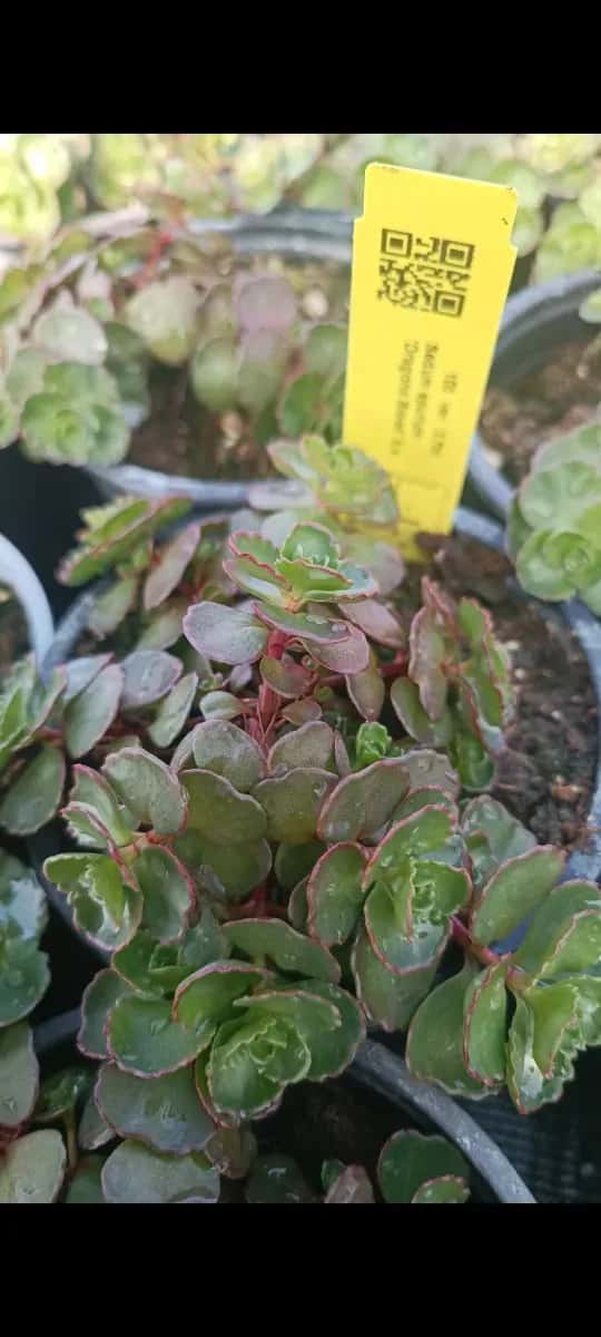 Sedum perene  - 1