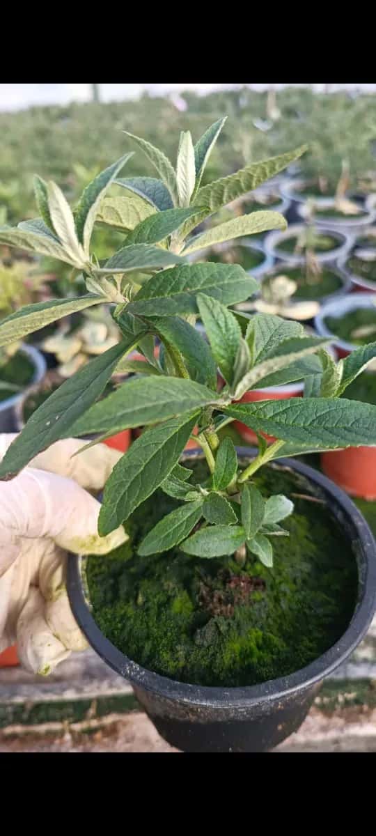 Liliac Indian  - 1