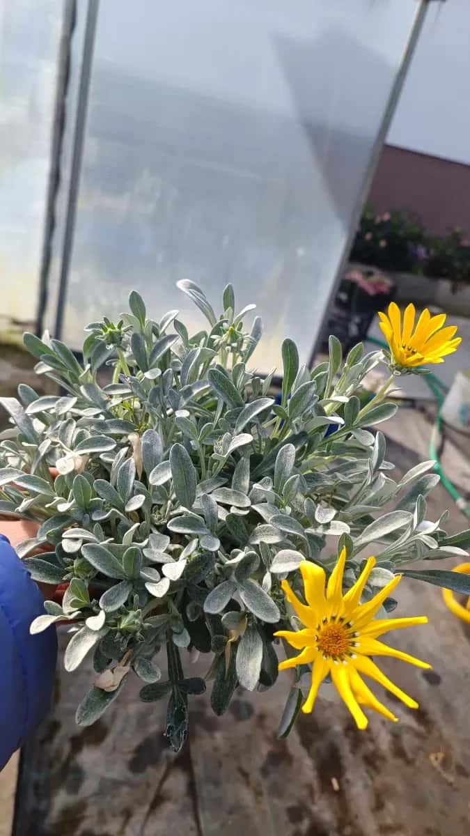 Gazaniea perena tufă formată  - 1