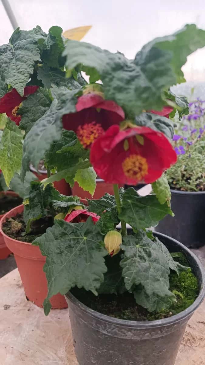 Abutilon roșu  - 1