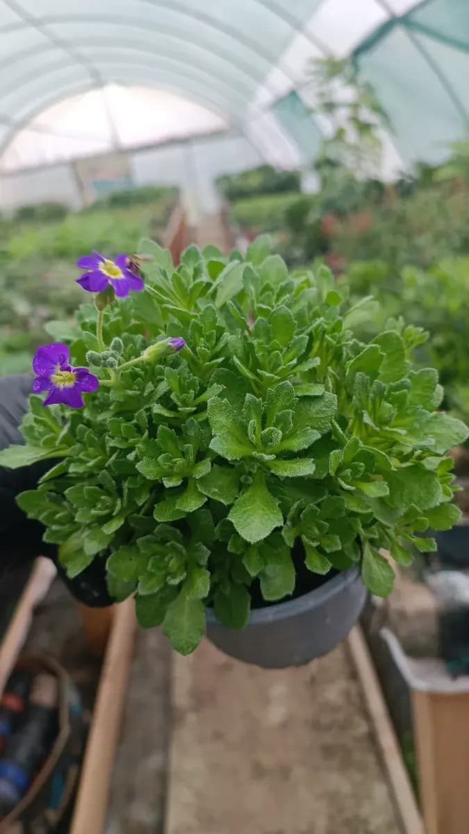 Aubrieta cascadă  - 1