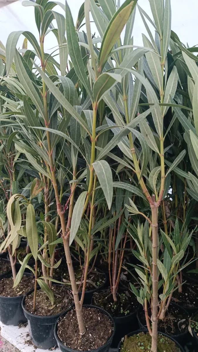 Oleander..leandri Mari 1m - 0
