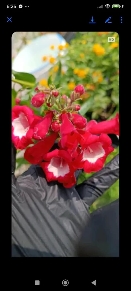 Penstemon se formează tufă  - 1
