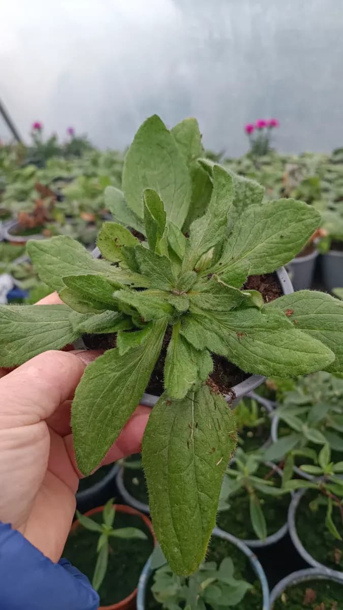 Echinacea se formează tufă înfloresc toată perioada  - 0