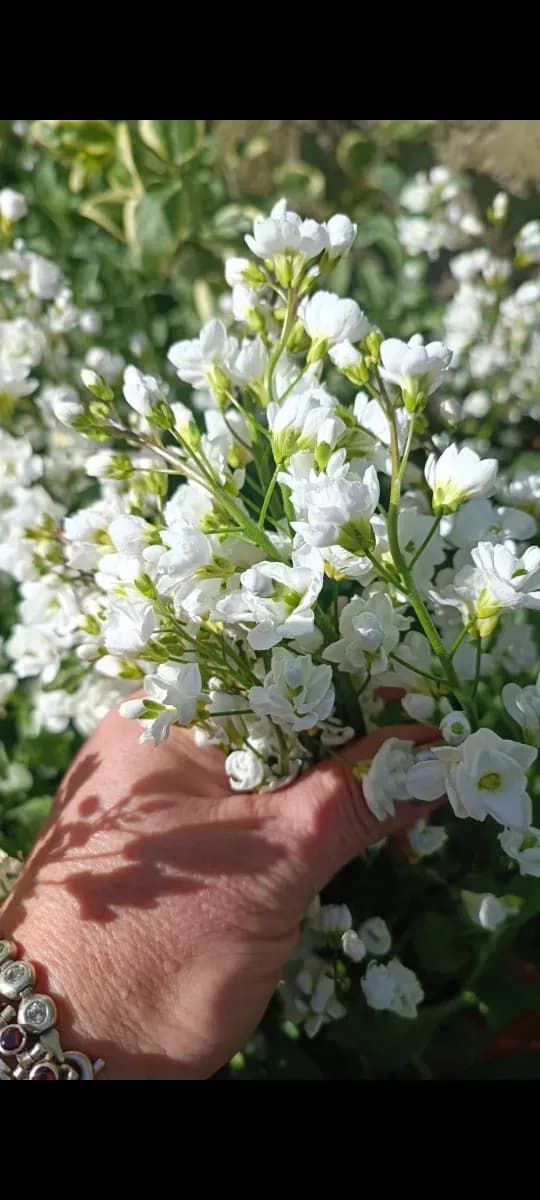 Arabis  - 1