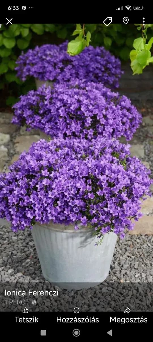 Campanula  - 0