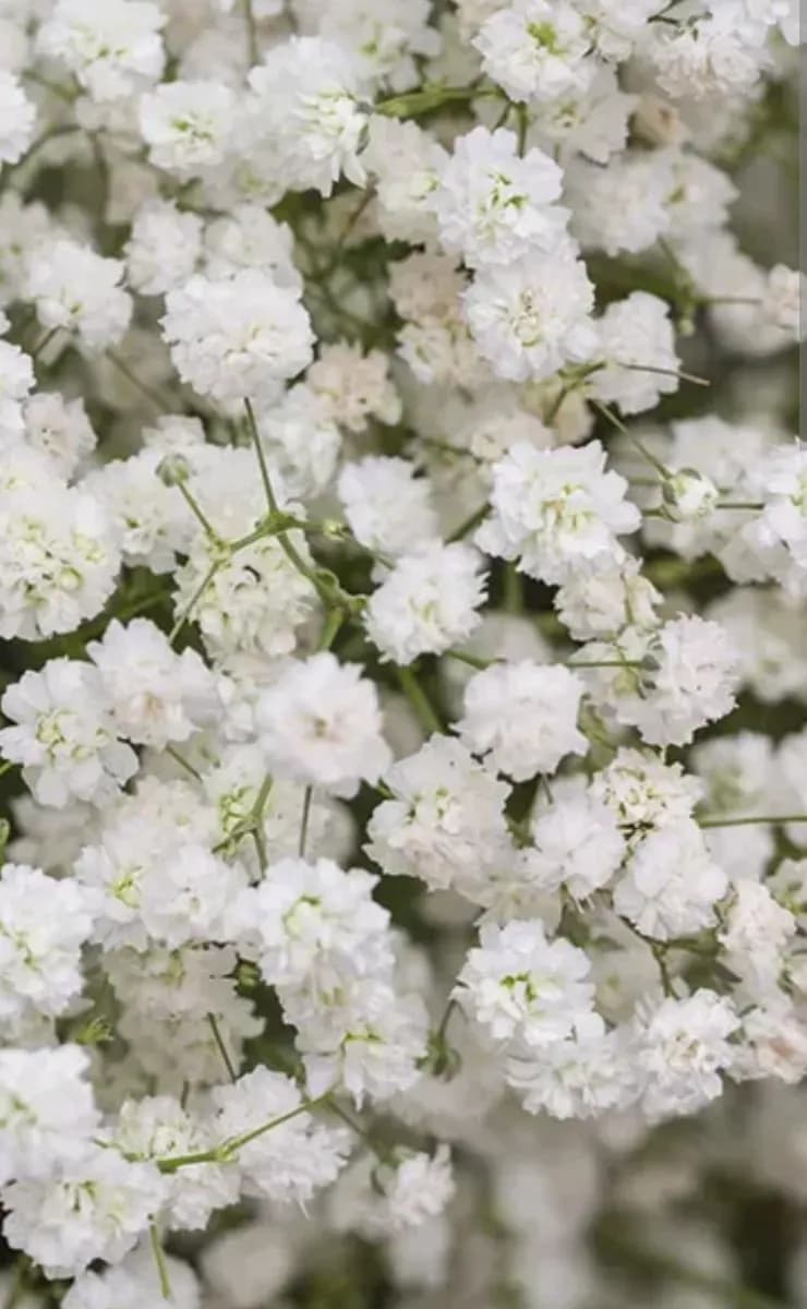 Floarea miresei pentru buchete  - 1