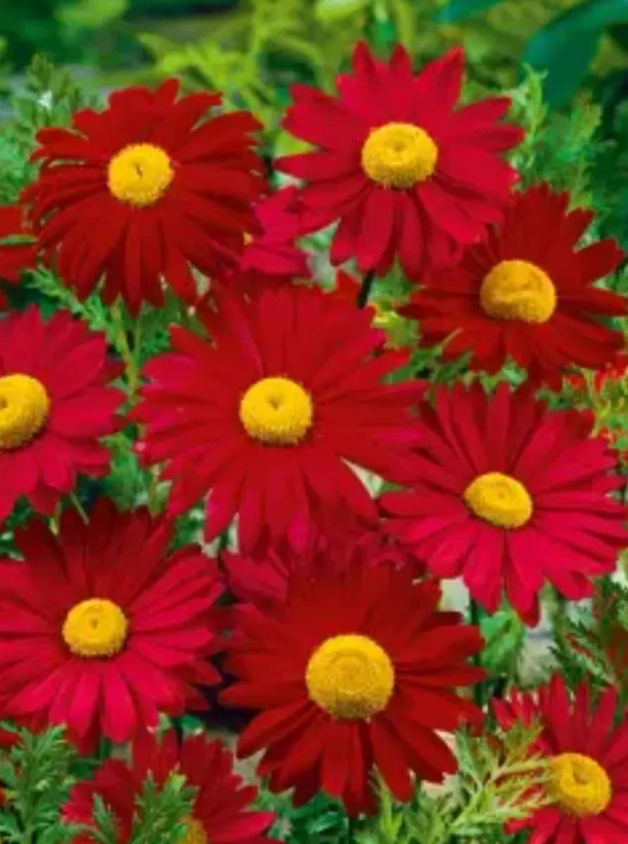 Semințe de Flori perene  - 0