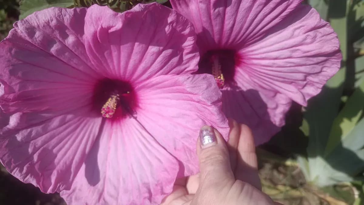 Semințe de hibiscus Moscheotus  - 0