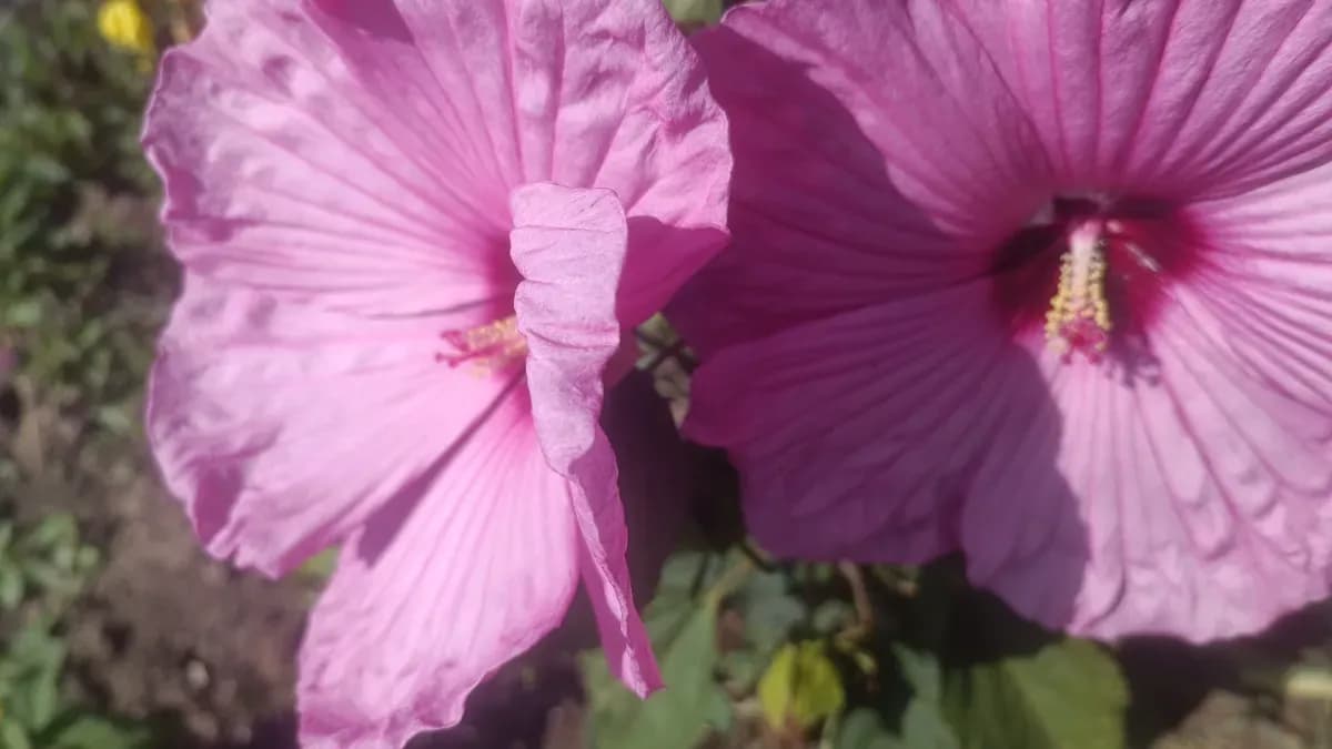 Semințe de hibiscus Moscheotus  - 1