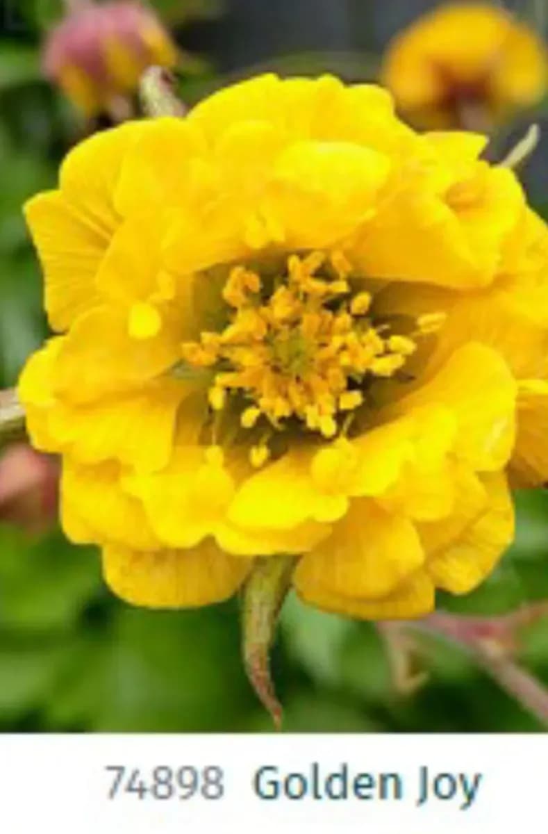 Geum... s-au mușcate de grădină  - 0