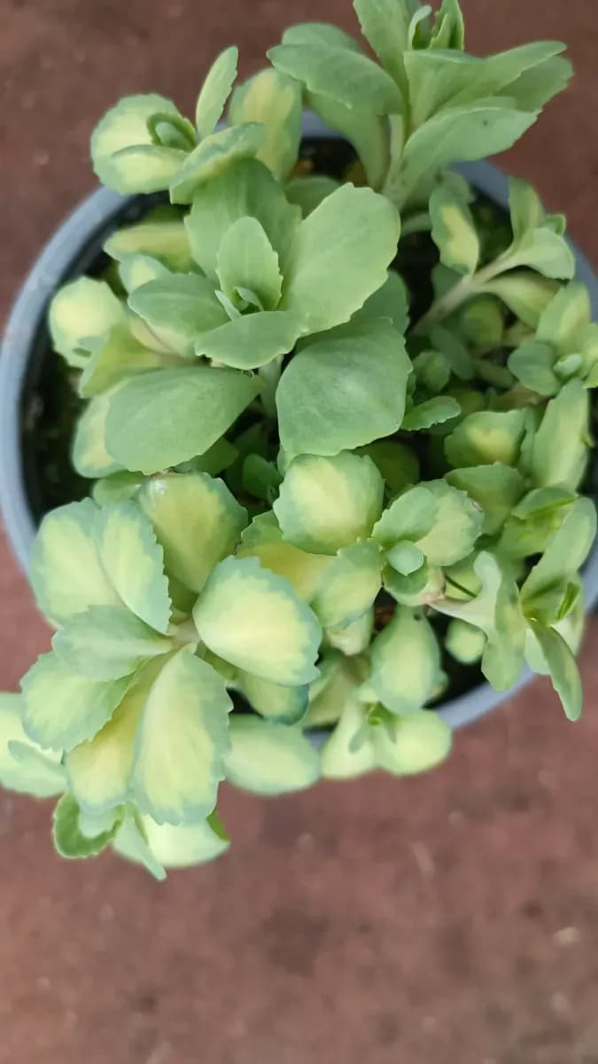 Floarea grasă variegată  - 1