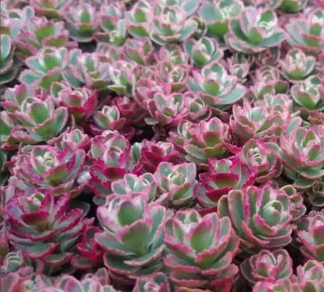 Sedum tricolor  - 0