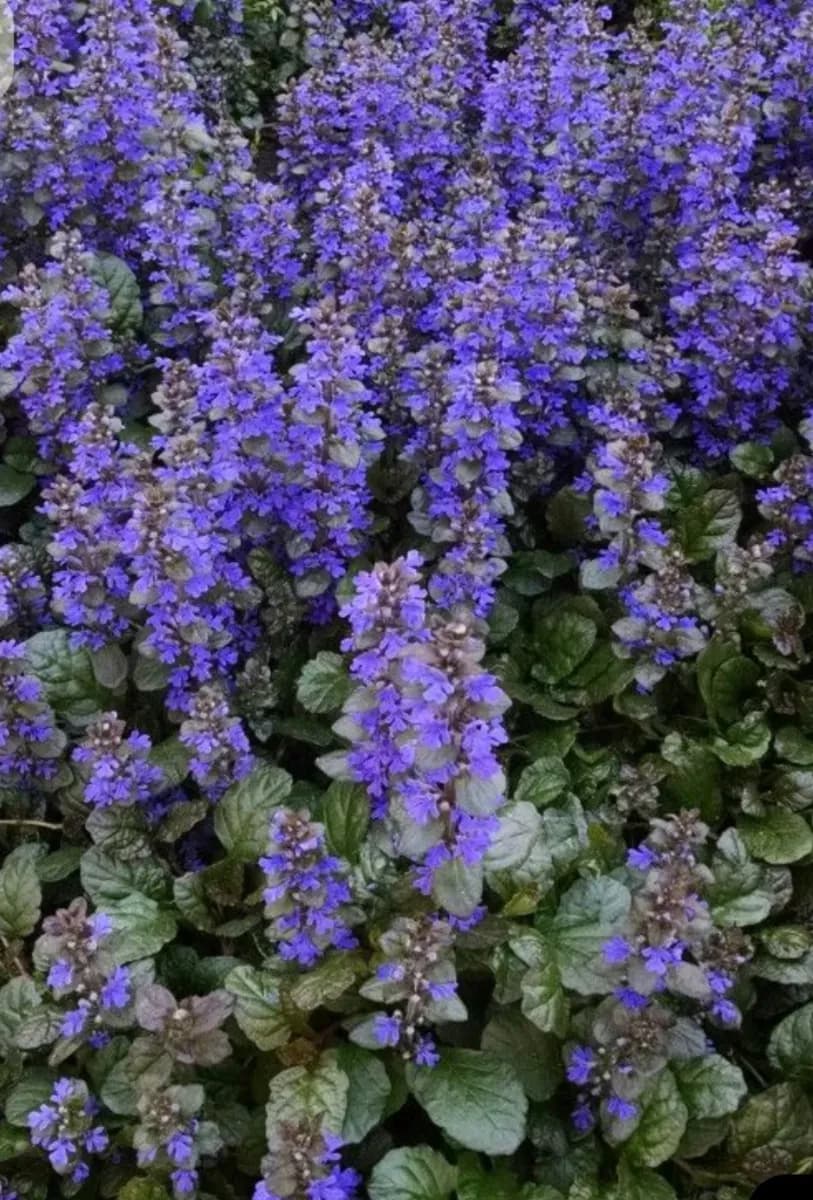Ajuga - 1