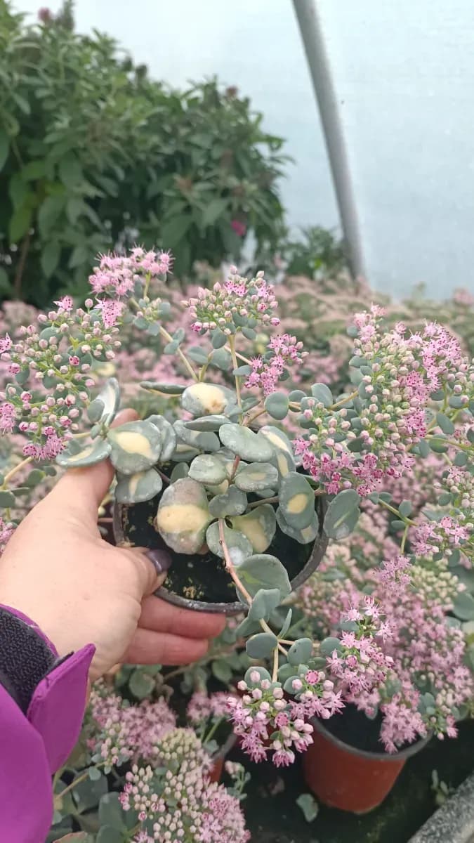 Sedum siboldi - 0