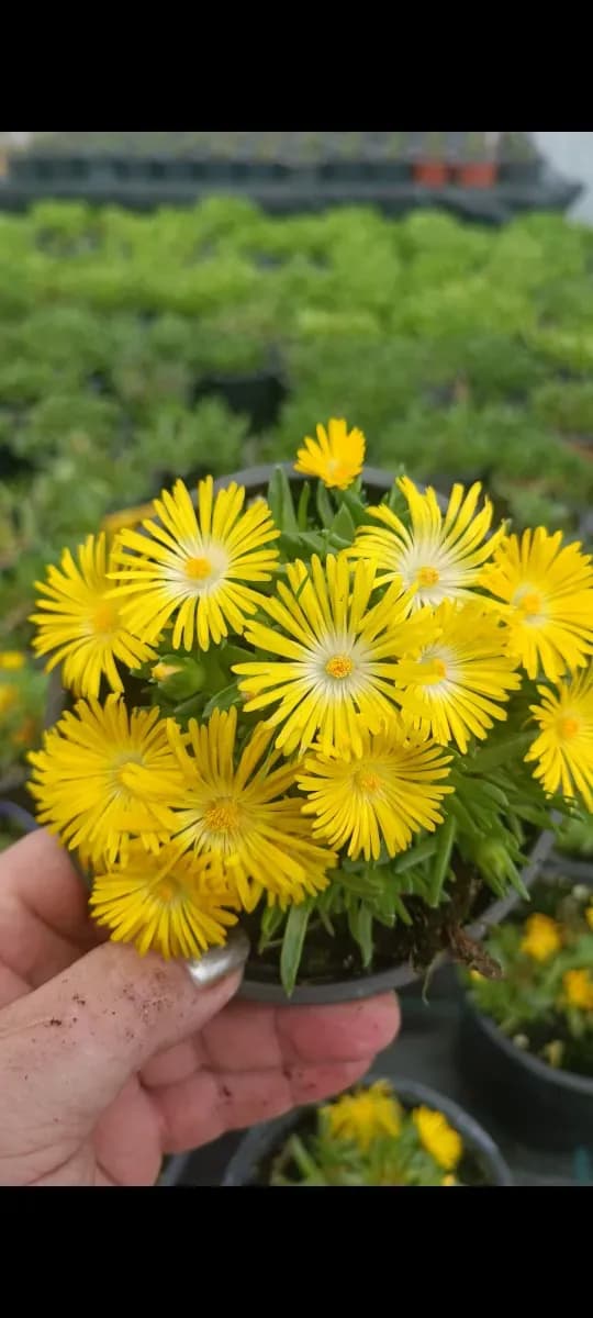 Delosperma cu floare mare galben  - 0
