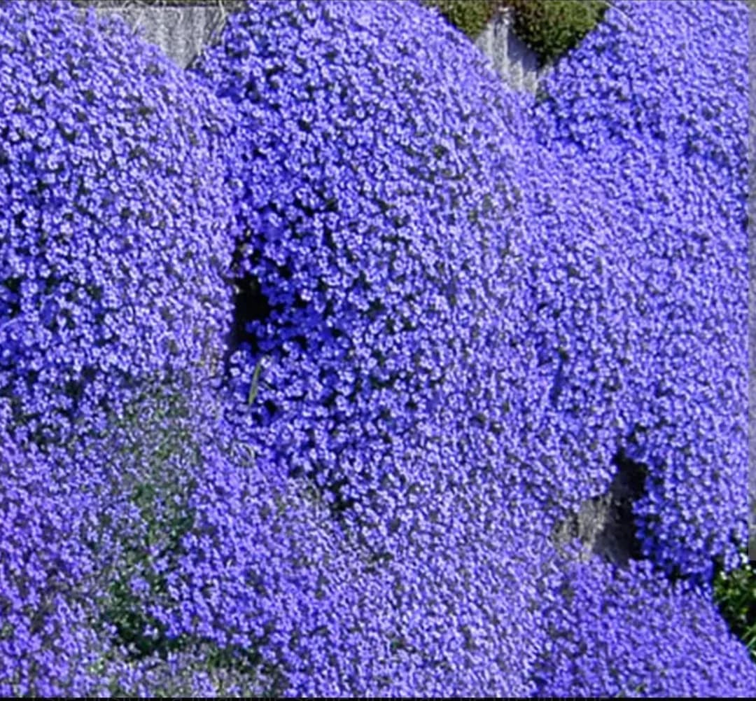 Aubrieta cascadă  - 1