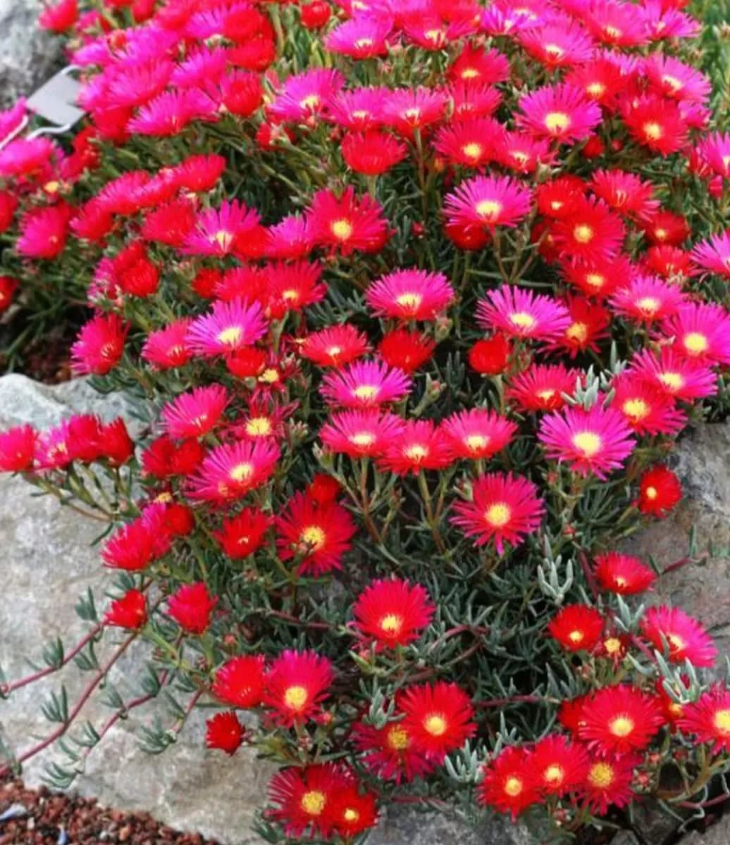 Delosperma  - 1