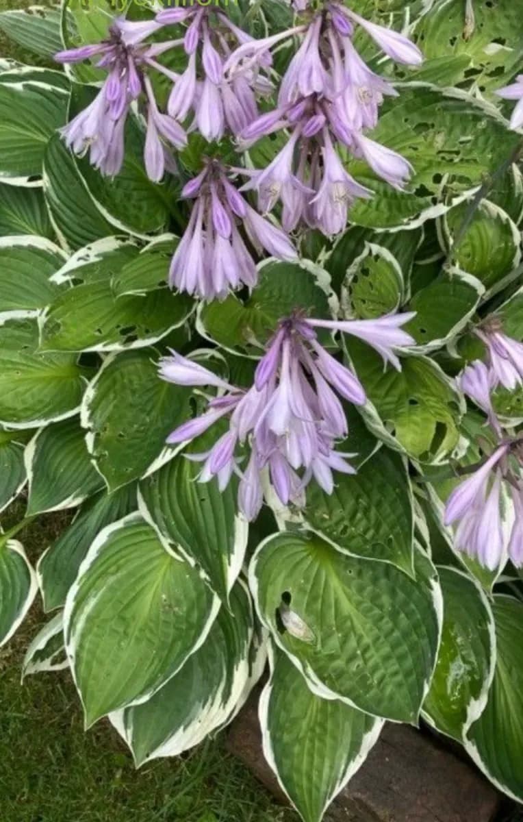 Hosta de grădină  - 0