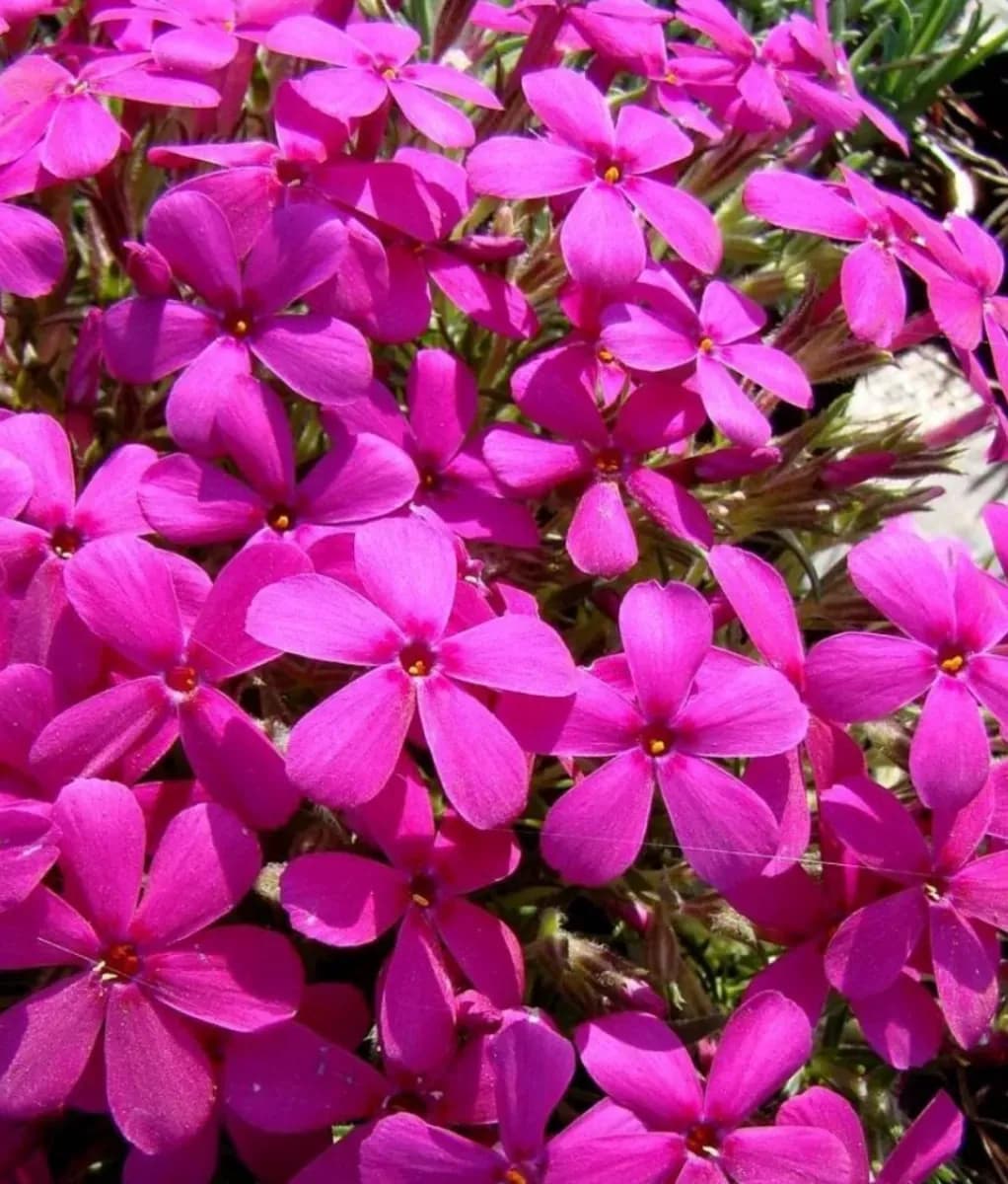 Phlox subulata  - 0