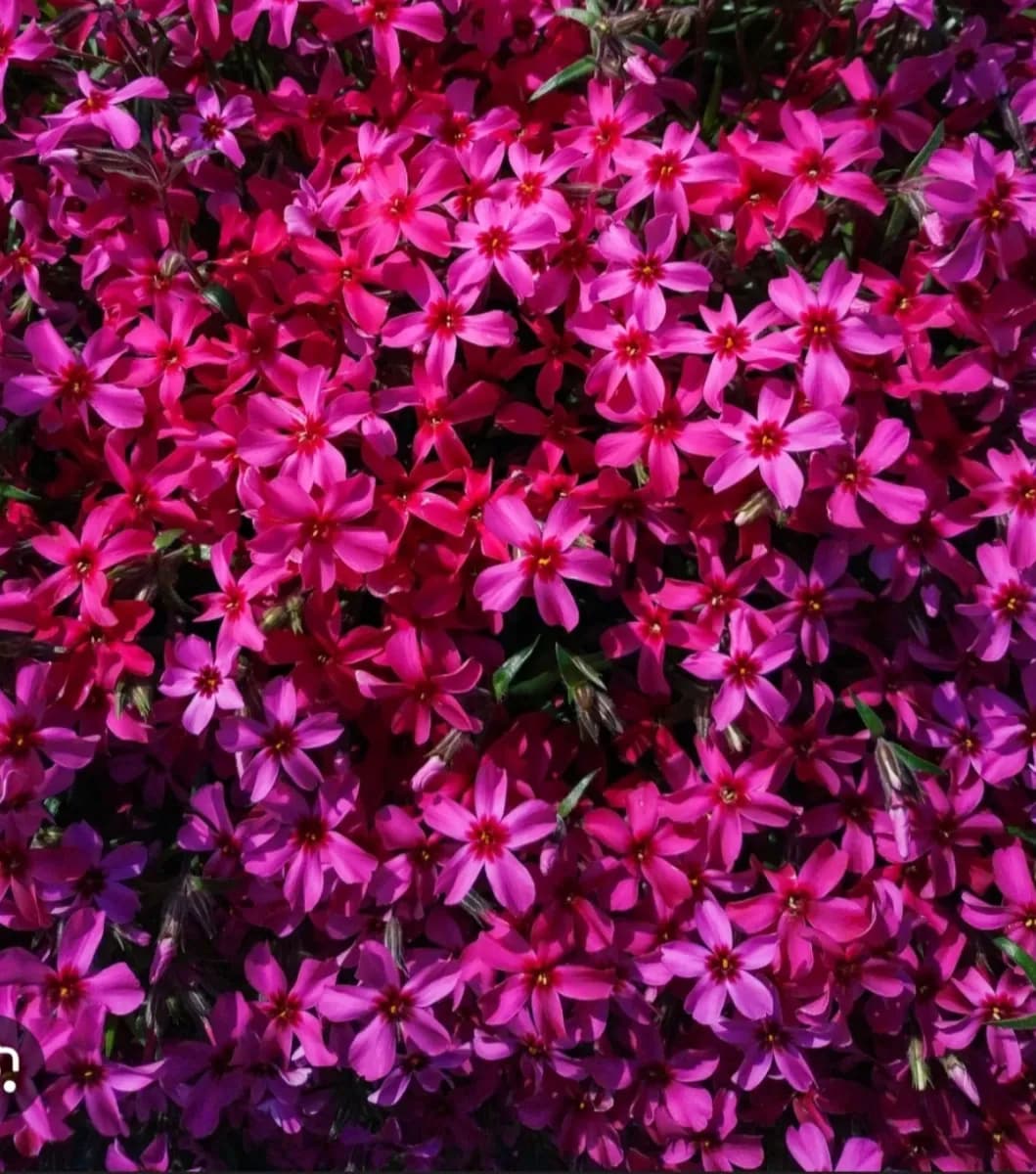 Phlox subulata  - 1