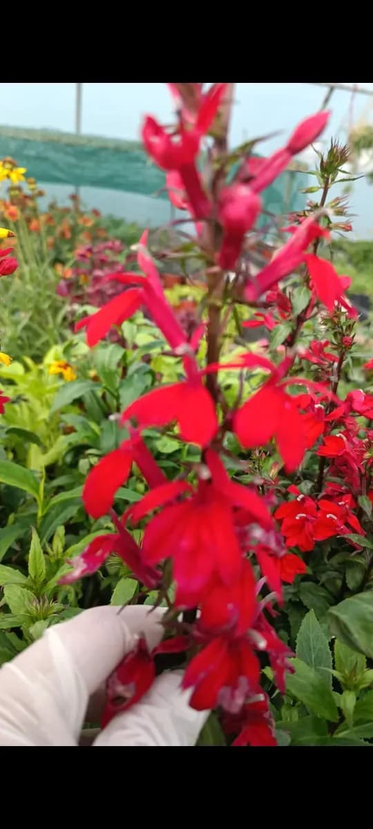 Lobelia cardinalis - 0