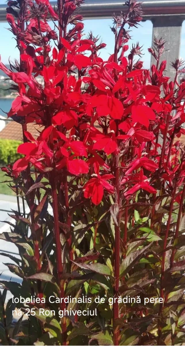 Lobelia cardinalis - 1