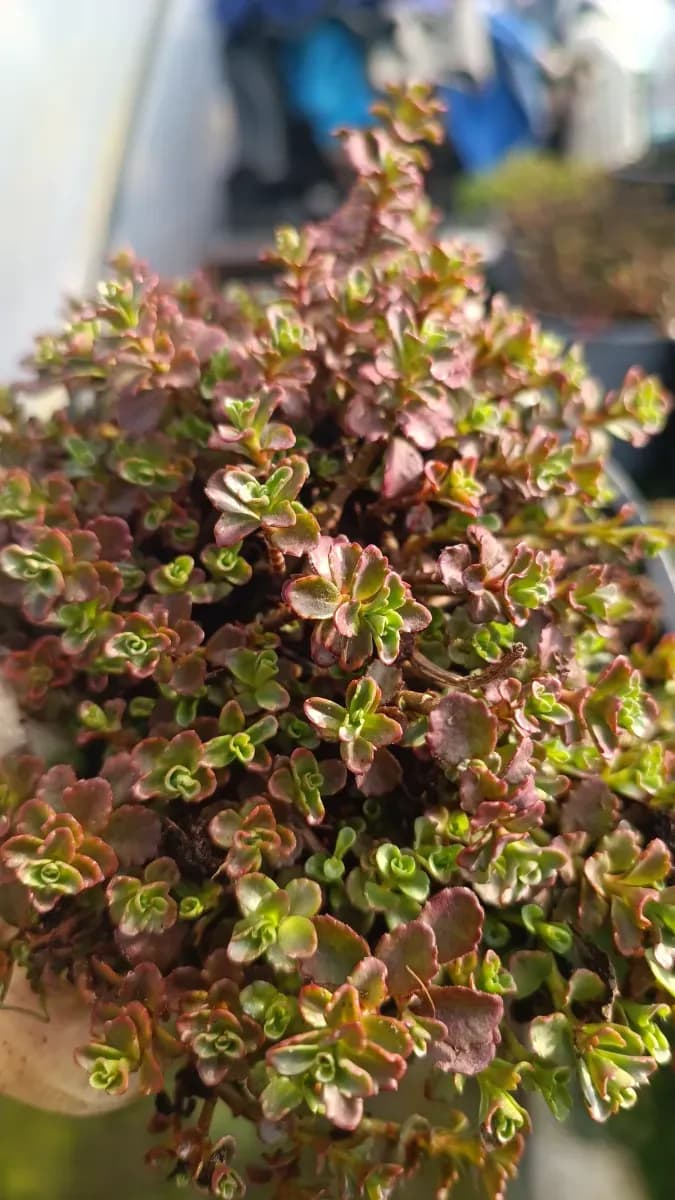 Sedum perene  - 1