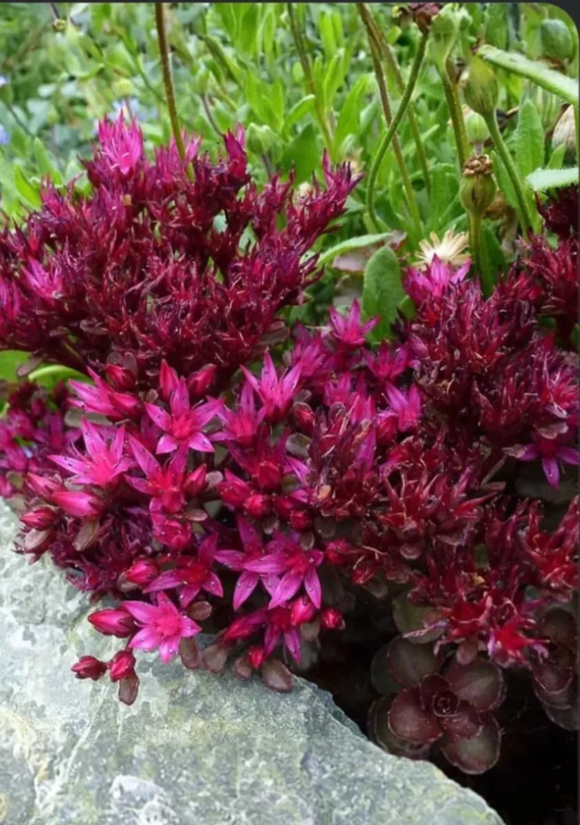 Sedum perene  - 0