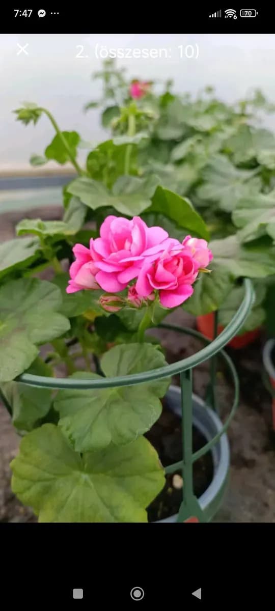 Pelargonium... mușcate semicurgatoare  - 1