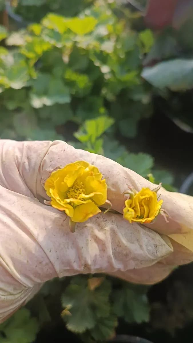 Geoum... mușcată de grădină  - 1