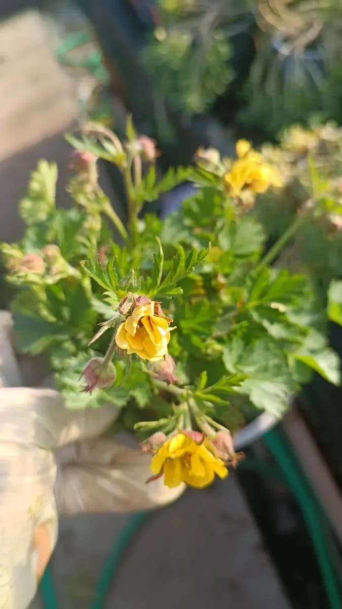 Geoum... mușcată de grădină  - 0