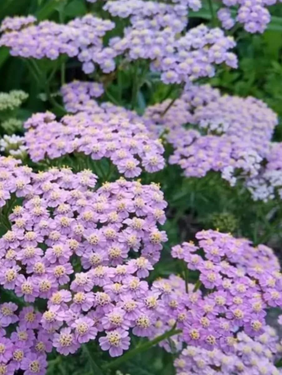 Coada șoarecelui pentru buchete  - 1