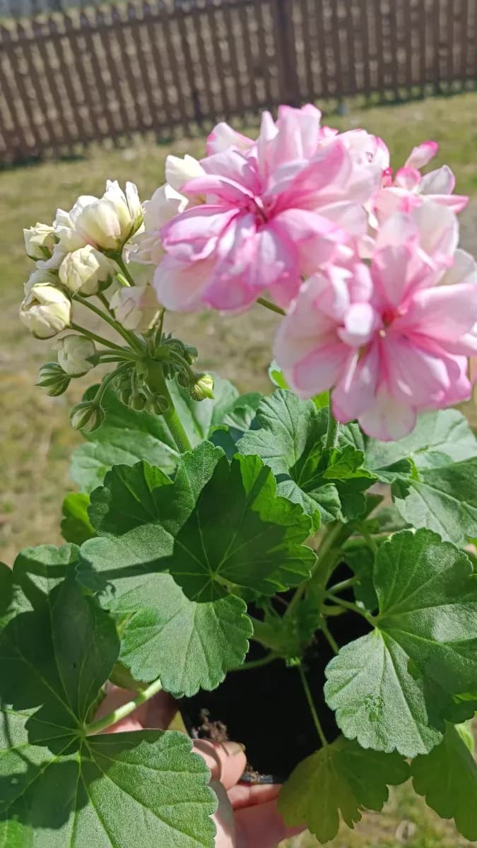 Mușcate trandafir  - 0