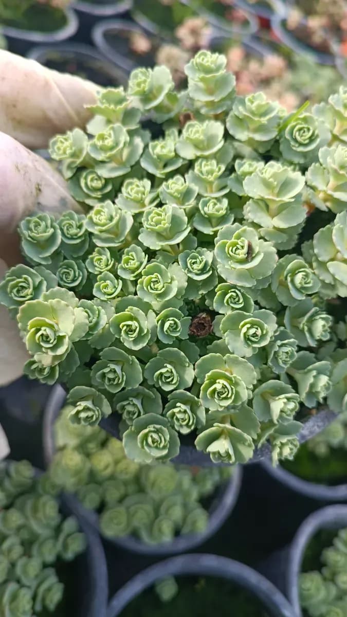 Sedumuri de grădină nu îngheață  - 0