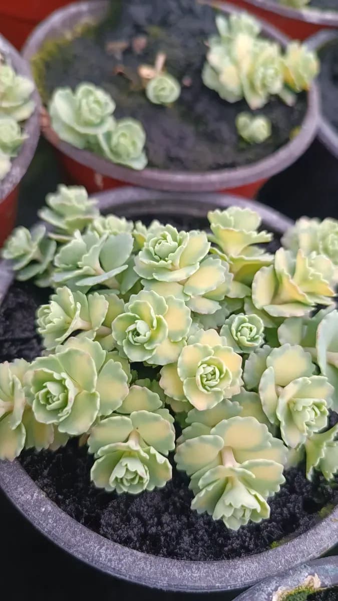 Sedum siboldi variegat și simplu  - 1