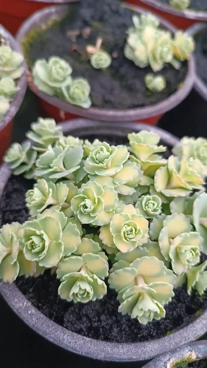 Sedum siboldi variegat și simplu  - 0