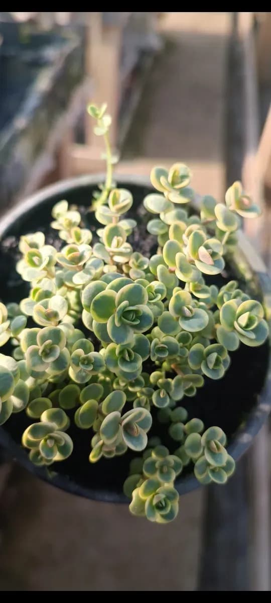 Sedum perene  - 0