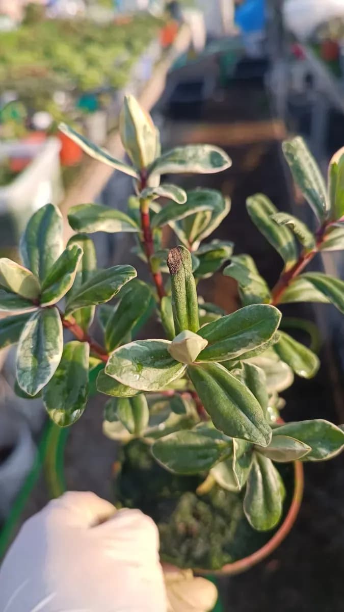 Hébe sau Veronica floare perenă  - 1