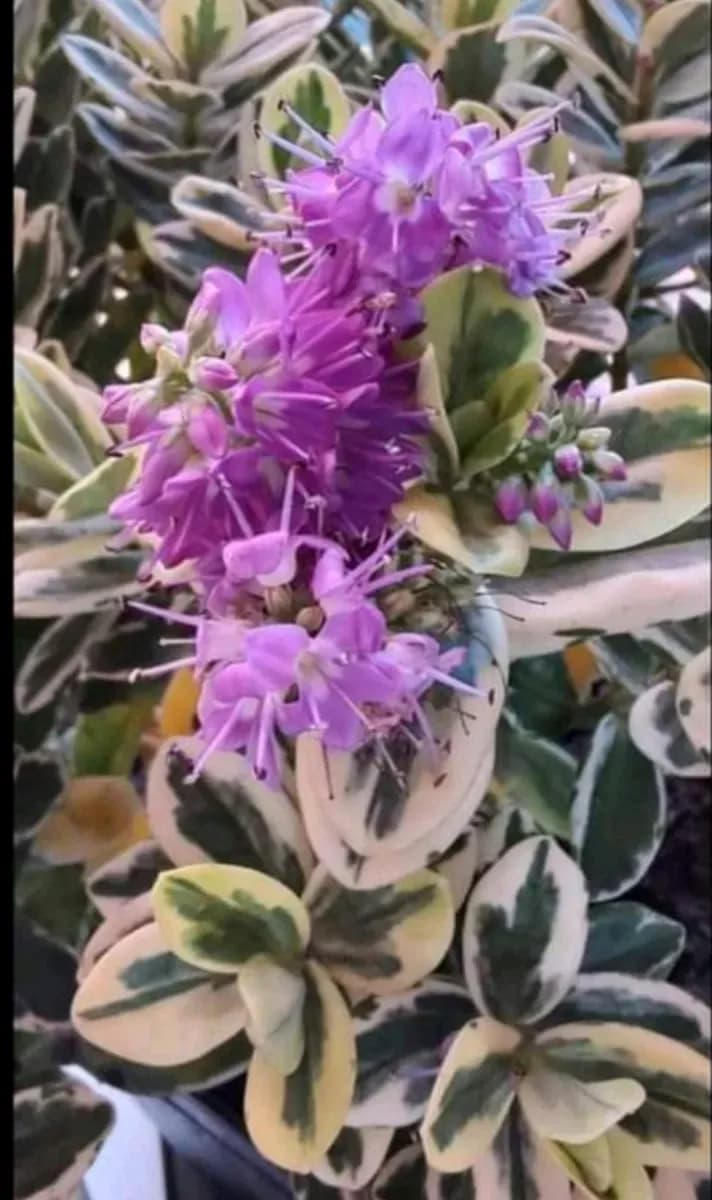 Hébe sau Veronica floare perenă  - 0