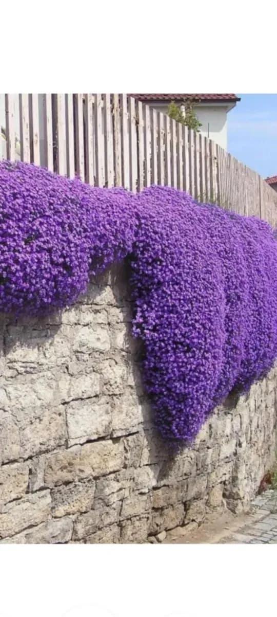 Aubrieta cascadă  - 1