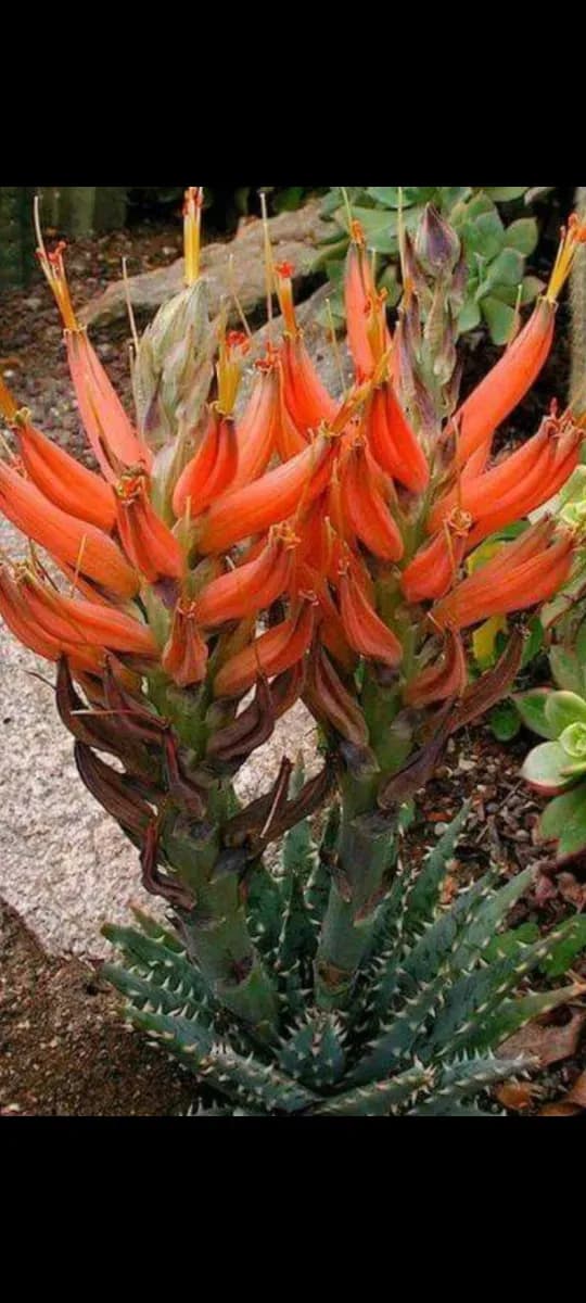 Suculentă de interior  - 1