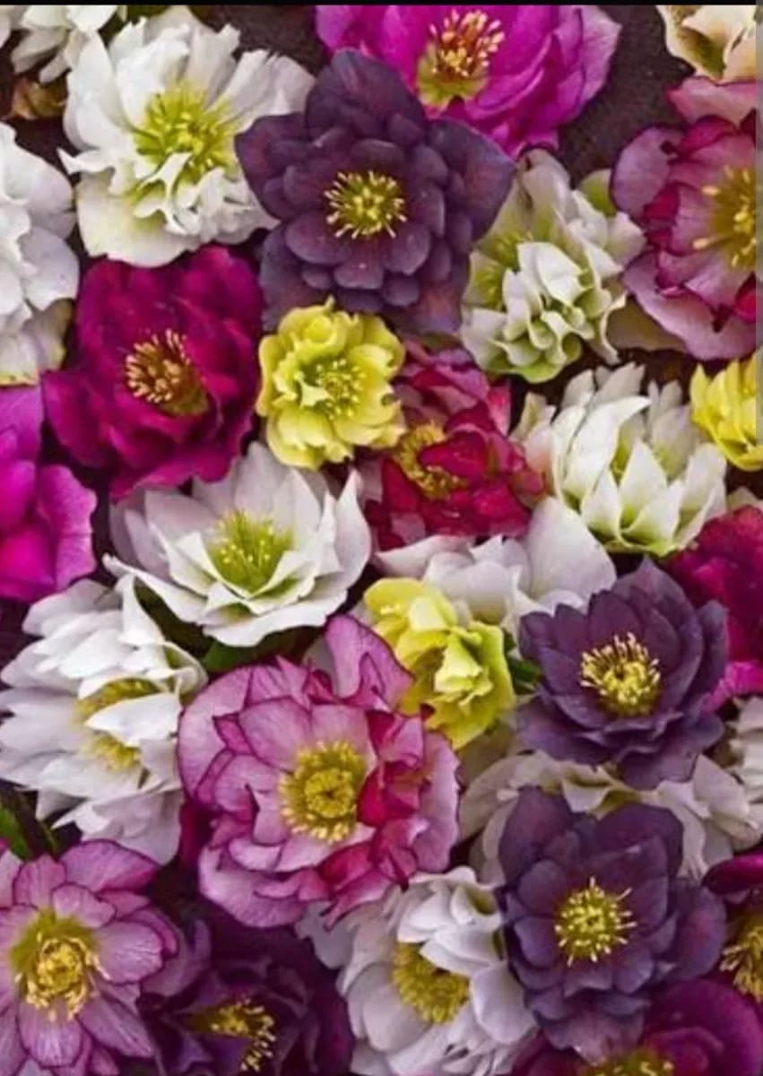 Helleborus  - 0