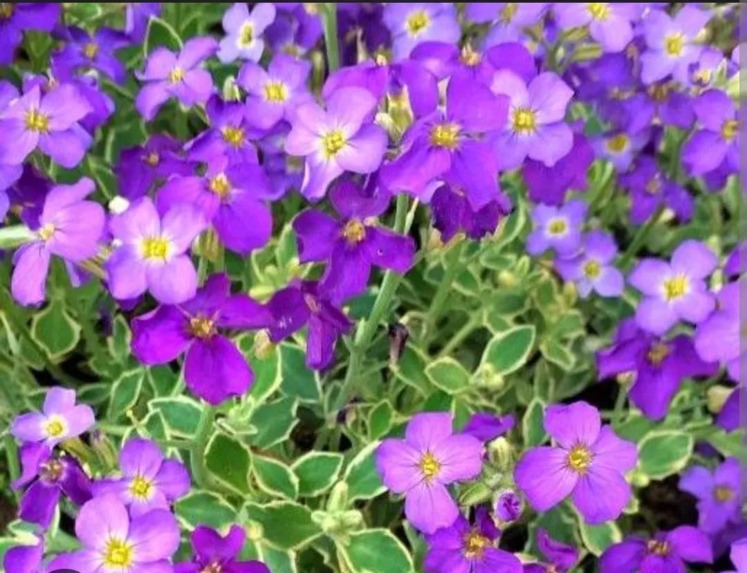 Aubrieta cascadă variegată  - 0
