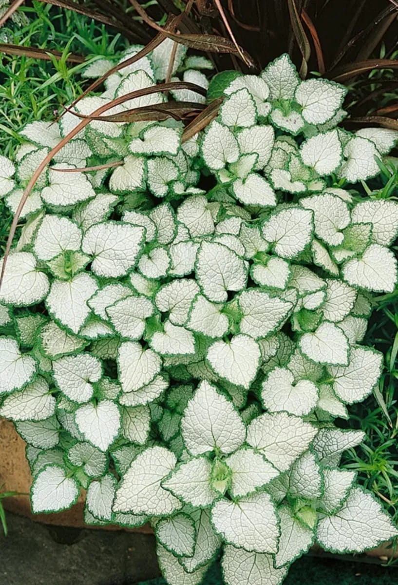 Lamium  - 0